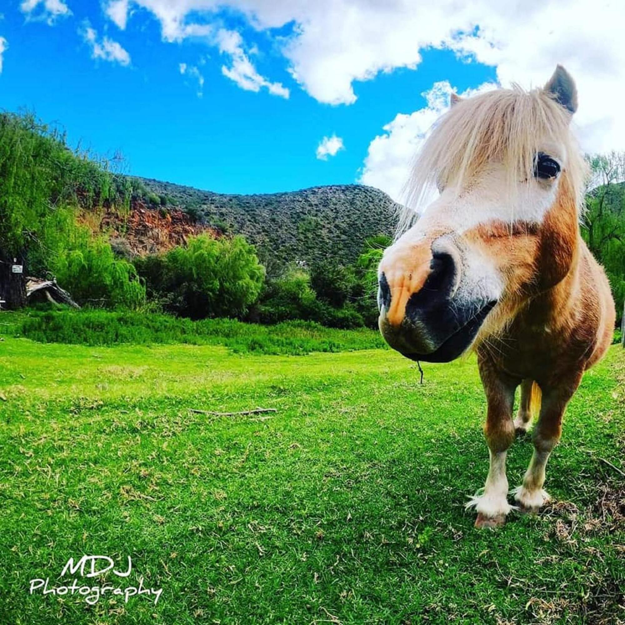 Old Mill Lodge, Seasonal Working Ostrich Farm & Restaurant, Oudtshoorn Luaran gambar